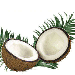 열대과일 코코넛 야자 1개